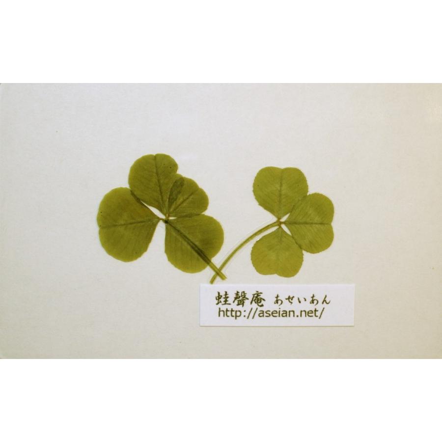 あせいあん 三つ葉と四つ葉のクローバーの押し花 Aseian 3 4 17 0039b 高品質新品