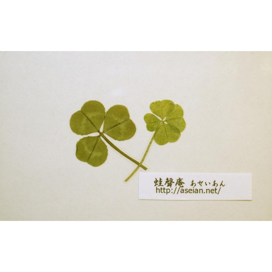 あせいあん 三つ葉と四つ葉のクローバーの押し花 Aseian 3 4 17 0048b Aseian 3 4 17 0048b 今井蛙聲庵八方堂ストア 通販 Yahoo ショッピング