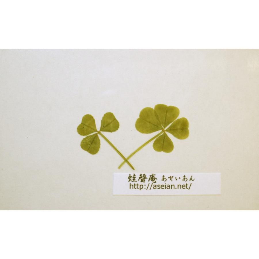 Asics アシックス 400 ネオサポートストッキング 3123a548 野球