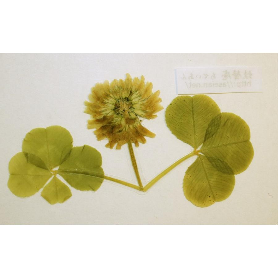 注目の福袋 あせいあん 三つ葉と四つ葉のクローバーの押し花 花付 Aseian 3 4 F 17 0041b 工芸品 民芸品 Www Youcancarry Com