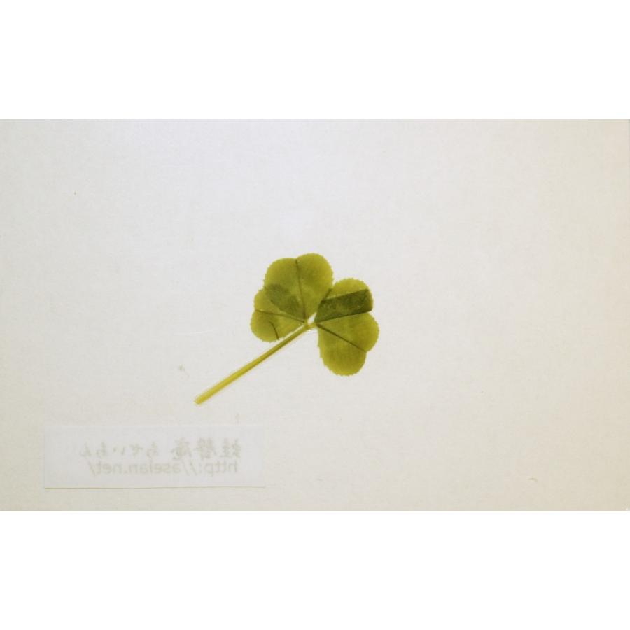 話題の人気 あせいあん 四つ葉のクローバーの押し花 Aseian 4 17 0271b しおり Www Goldenshoppingcalhau Com Br