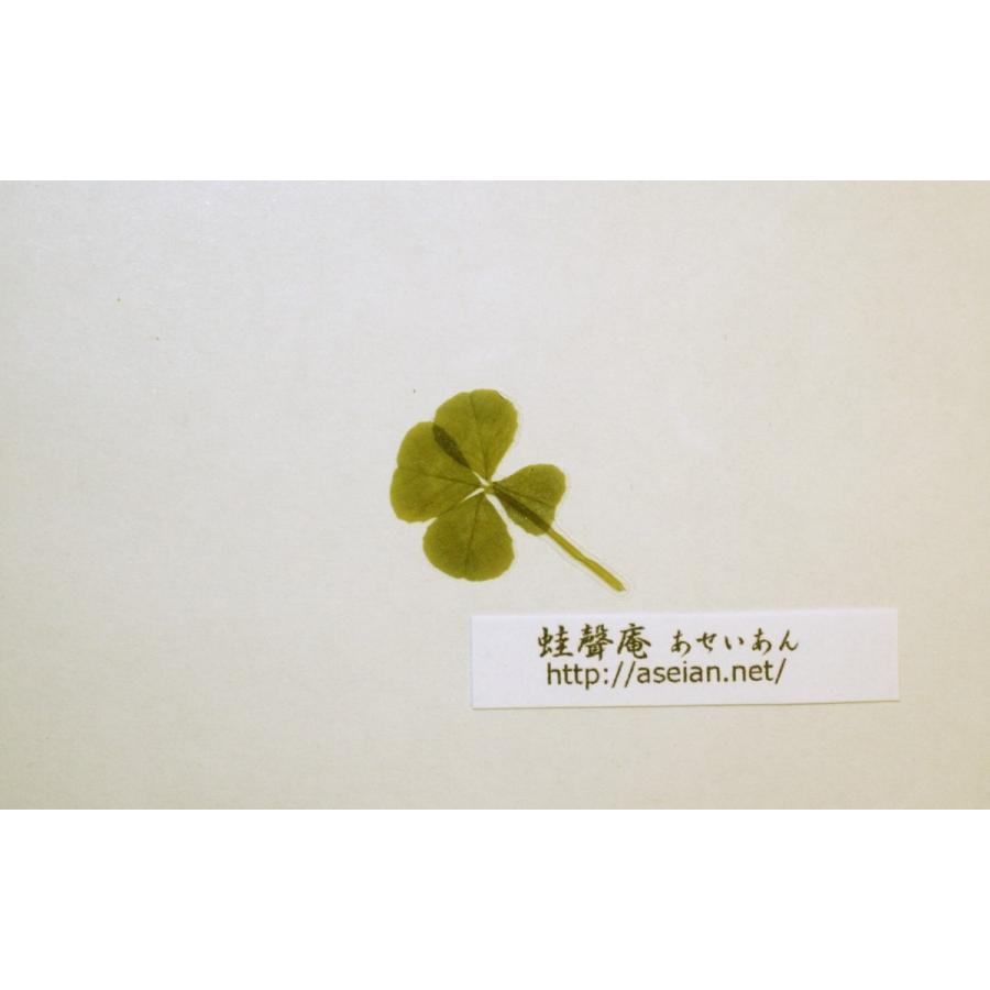 驚きの安さ あせいあん 四つ葉のクローバーの押し花 Aseian 4 17 0444b Cisama Sc Gov Br