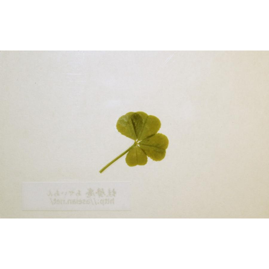 あせいあん 四つ葉のクローバーの押し花 Aseian 4 17 0500b 大勧め