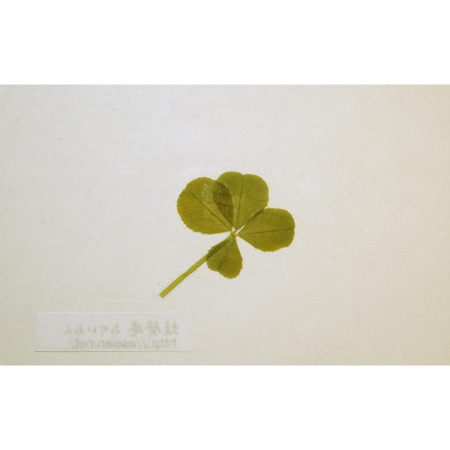 あせいあん 四つ葉のクローバーの押し花 Aseian 4 17 0513b 本物