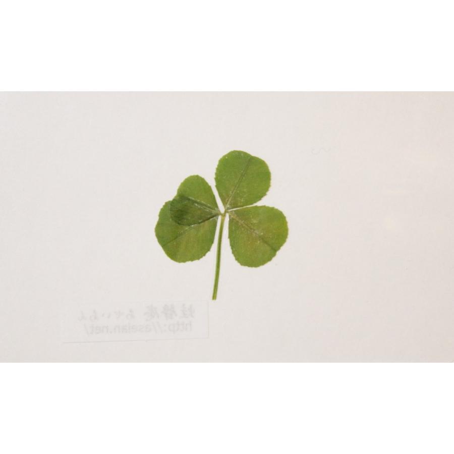 68 以上節約 あせいあん 四つ葉のクローバーの押し花 Aseian 4 18 0366b Babylonrooftop Com Au