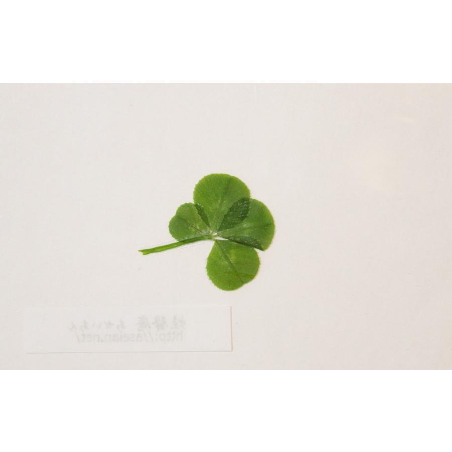 大感謝セール あせいあん 四つ葉のクローバーの押し花 Aseian 4 18 0435b 工芸品 民芸品 Www Hotel Prens Com