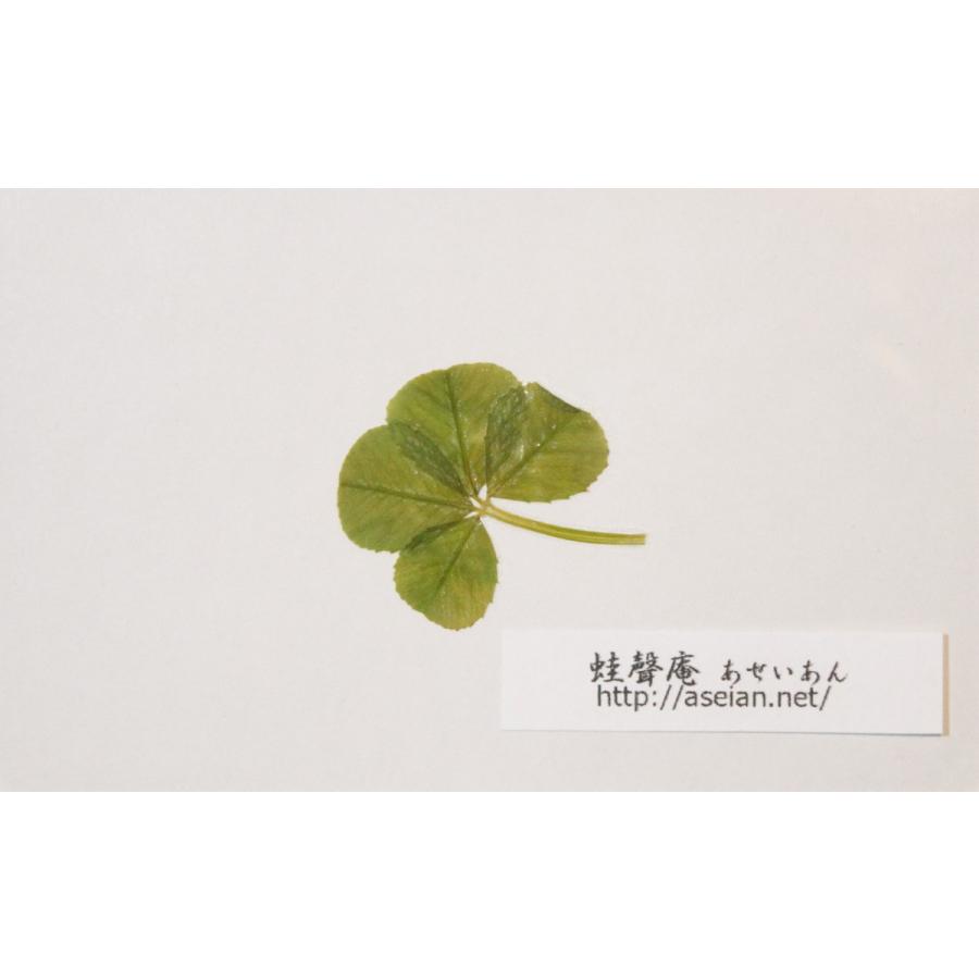 21a W新作 送料無料 あせいあん 四つ葉のクローバーの押し花 Aseian 4 18 0603b Babylonrooftop Com Au