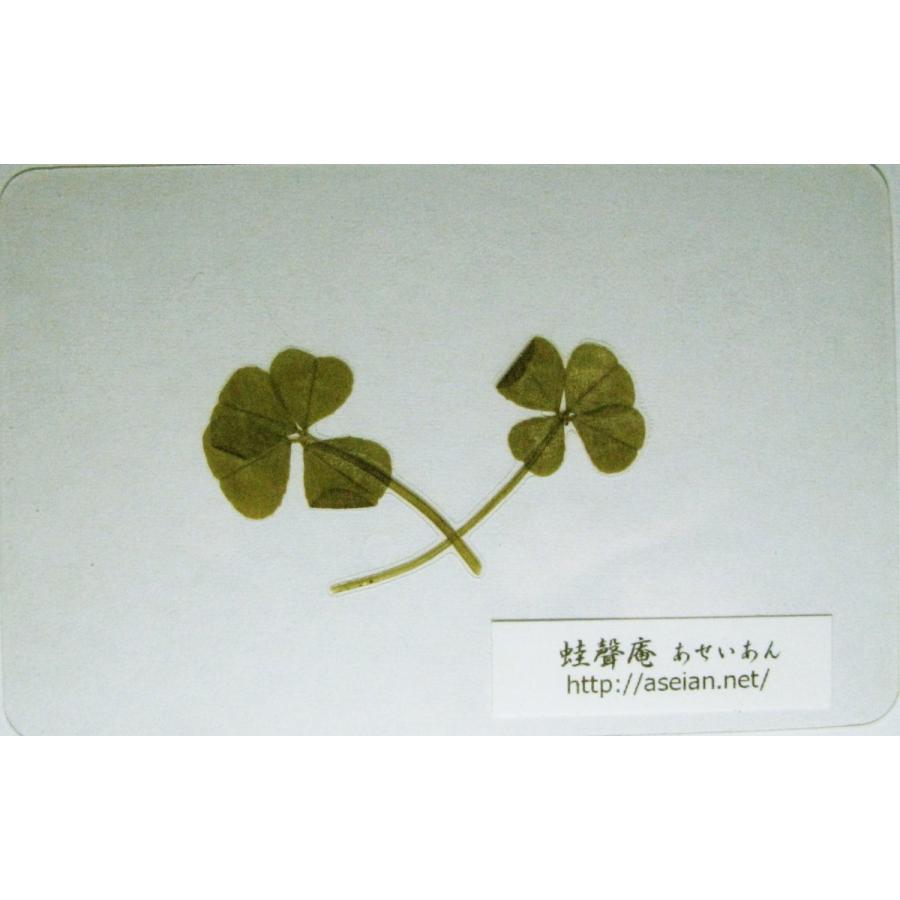あせいあん 四つ葉と四つ葉のクローバーの押し花 Aseian ４ 4 15 0001 Aseian 4 4 15 0001 今井蛙聲庵八方堂ストア 通販 Yahoo ショッピング