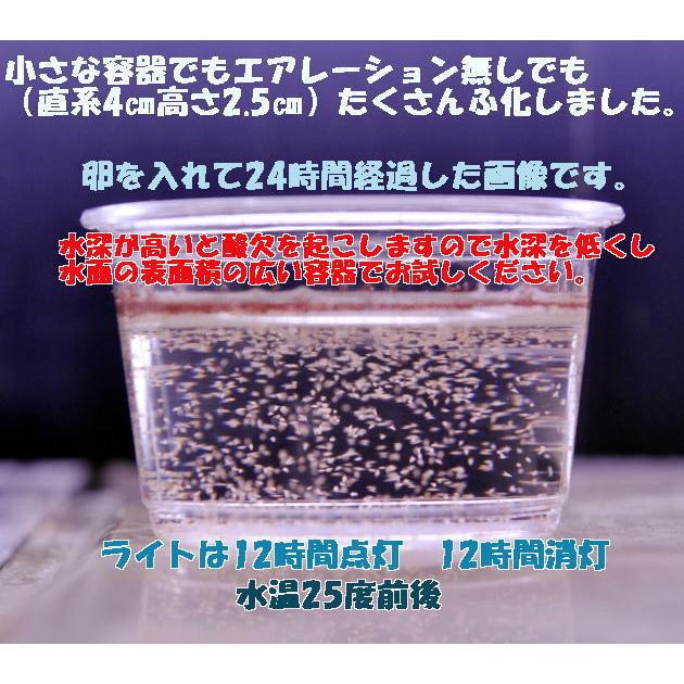 EPA含有 ベトナム産 ブラインシュリンプ エッグ 10g 孵化率95％以上