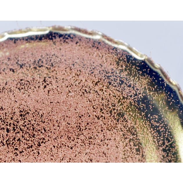 EPA含有 ベトナム産 ブラインシュリンプ エッグ 50g 孵化率95