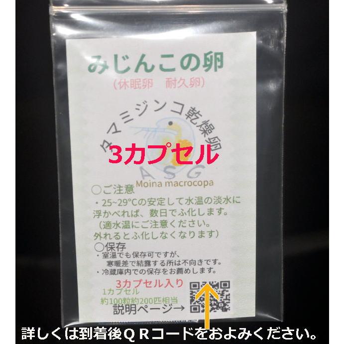 2025年度産 国産　みじんこ　乾燥タマミジンコ休眠卵 　(耐久卵）3カプセル　約300粒　約600匹相当 の商品画像