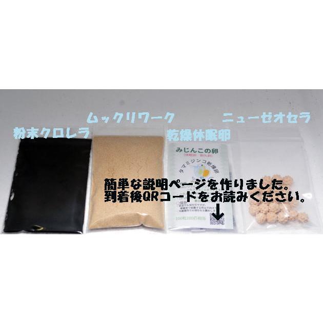 タマ ミジンコ　みじんこ休眠卵　 飼育セット　ムックリワーク　粉末クロレラ の商品画像