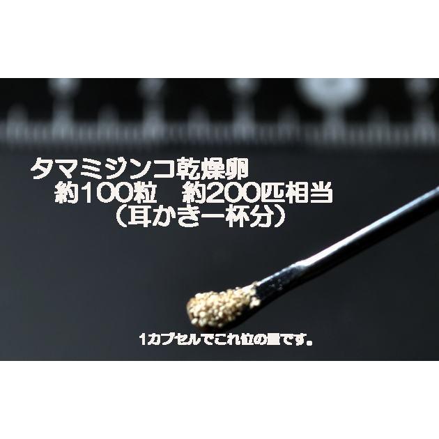 21年新作 タマ ミジンコ みじんこ休眠卵 飼育セット ムックリワーク 粉末クロレラ Aynaelda Com