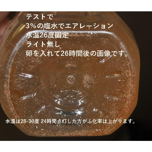 GSL産 ブラインシュリンプ エッグ ユタ州 ソルトレイク産 100g ふ化率