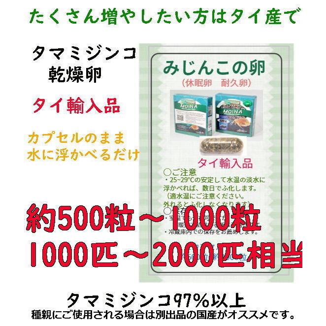 メダカのエサ ミジンコ卵 １カプセル 乾燥卵 タマミジンコ耐久卵 タイ産 Tai Asgヤフー店 通販 Yahoo ショッピング