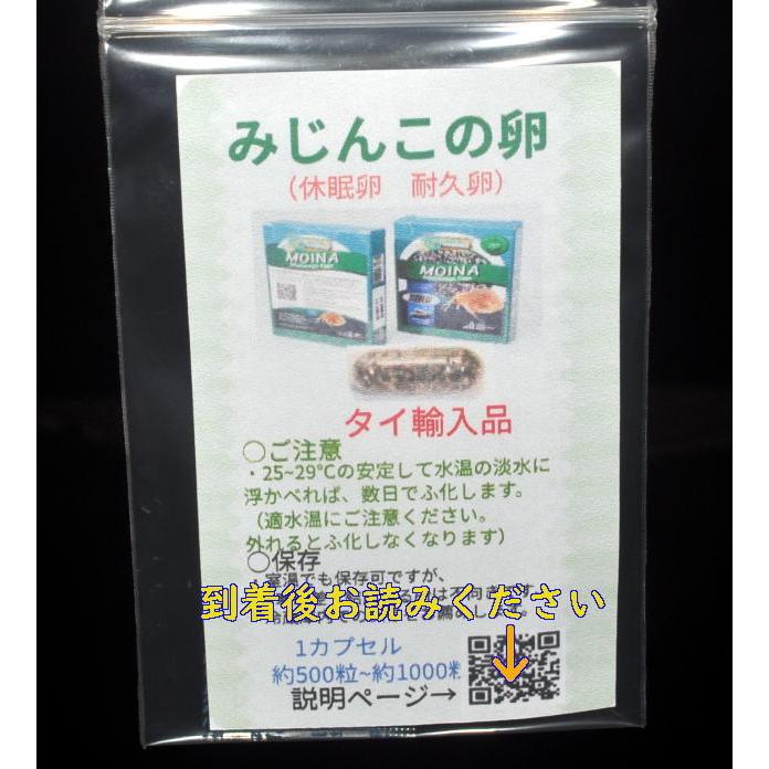 メダカのエサ ミジンコ卵 １カプセル 乾燥卵 タマミジンコ耐久卵 タイ産 Tai Asgヤフー店 通販 Yahoo ショッピング