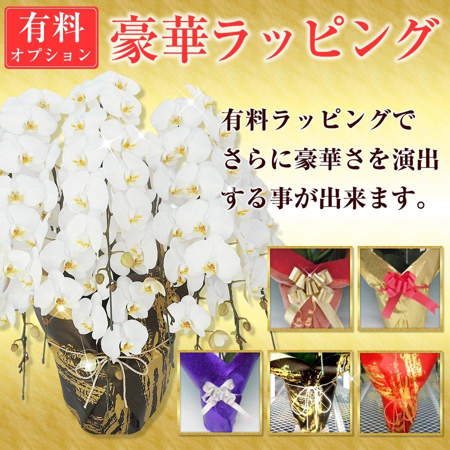 胡蝶蘭】☆胡蝶蘭1本立ち☆5,000円(税別)☆胡蝶蘭/お祝い/お供え/送料