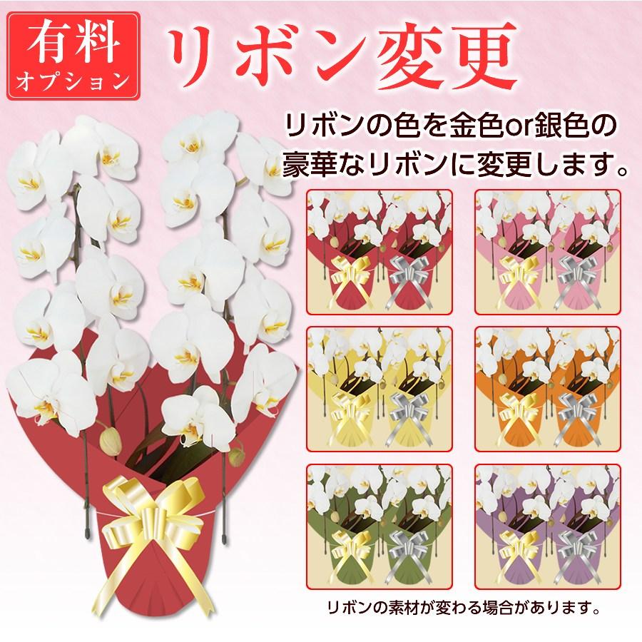 胡蝶蘭】☆胡蝶蘭1本立ち☆5,000円(税別)☆胡蝶蘭/お祝い/お供え/送料