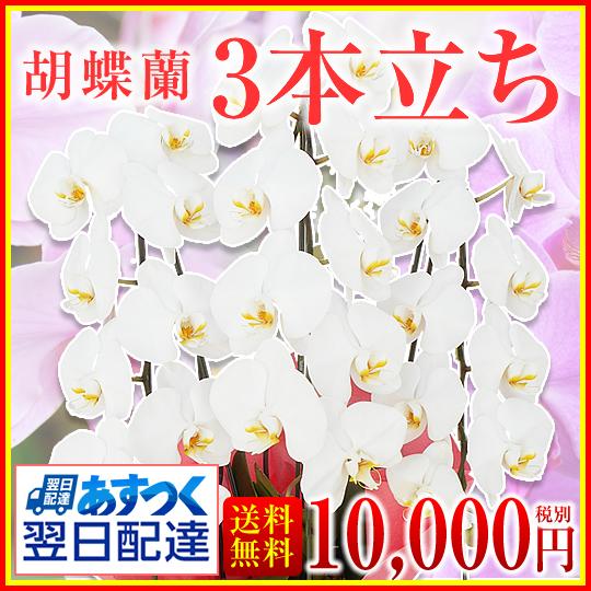 【胡蝶蘭】★胡蝶蘭3本立ち★10，000円(税別)/胡蝶蘭/お祝い/お供え/送料無料/誕生日/花/ギフト【四国・中国地方※送料1，000円かかります※】
