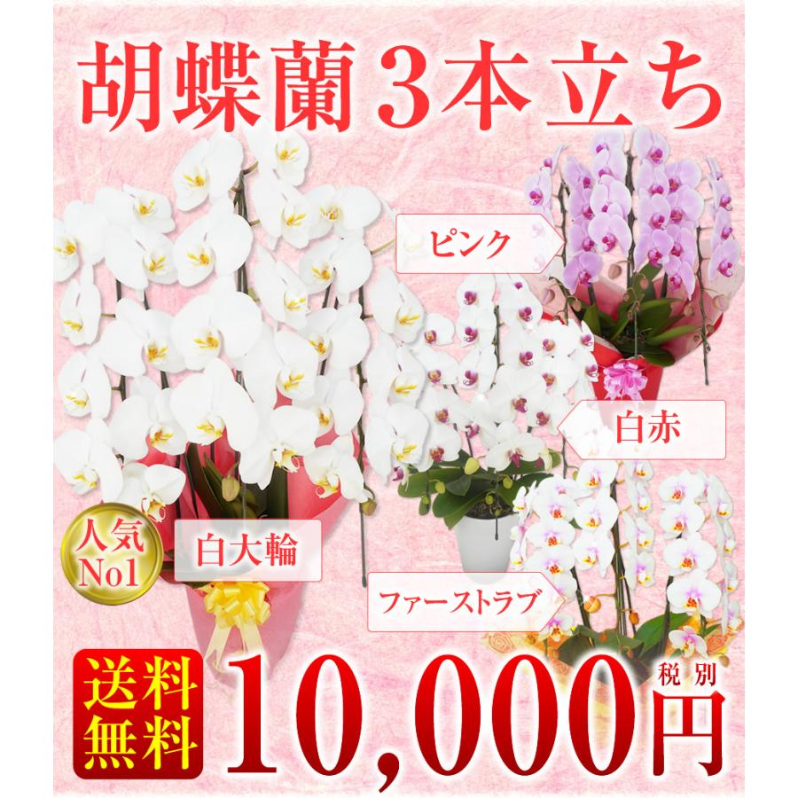 送料無料 お祝い お供えの花 フラワーギフト ブルー 仏花 光触媒胡蝶蘭小輪１０本立 最大58 オフ お供えの花