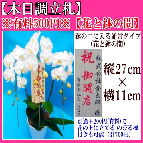 胡蝶蘭】☆胡蝶蘭2本立ち☆8,000円(税別)/胡蝶蘭/お祝い/お供え/送料