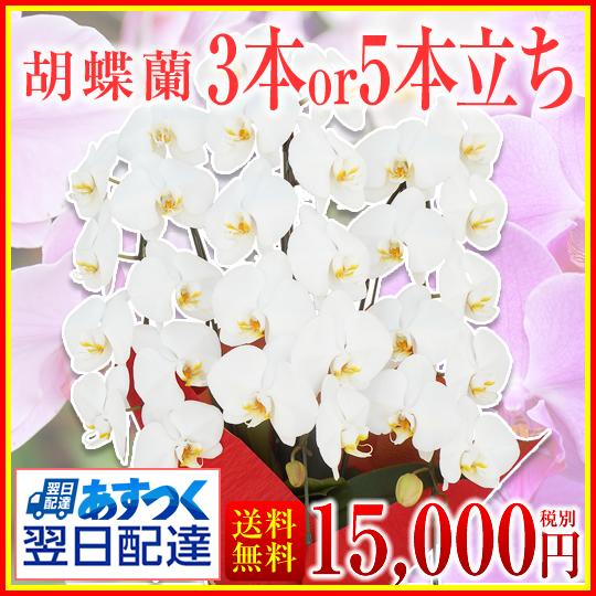 交換無料 最短翌日配送 胡蝶蘭3本or5本立ち 15 000円 税別 立札カード 包装リボン 領収書発行 胡蝶蘭 お祝い お供え 誕生日 花 ギフト 母の日 格安 Www Muslimaidusa Org