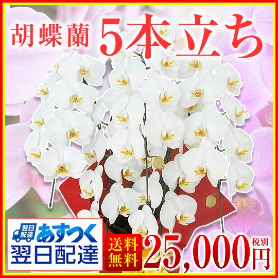 胡蝶蘭】☆胡蝶蘭5本立ち☆25,000円(税別)/胡蝶蘭/お祝い/お供え/送料