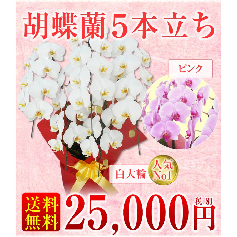胡蝶蘭】☆胡蝶蘭5本立ち☆25,000円(税別)/胡蝶蘭/お祝い/お供え/送料