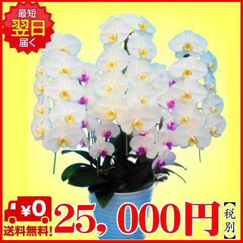 胡蝶蘭】☆胡蝶蘭5本立ち☆25,000円(税別)/胡蝶蘭/お祝い/お供え/送料