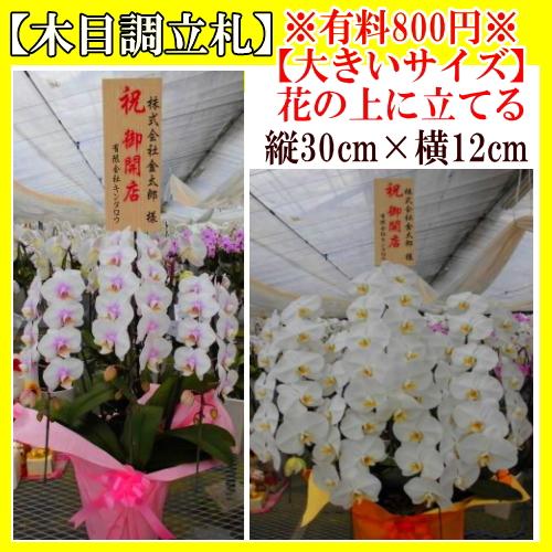 胡蝶蘭】☆胡蝶蘭5本立ち☆25,000円(税別)/胡蝶蘭/お祝い/お供え/送料