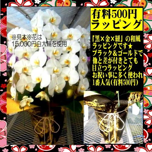 胡蝶蘭】☆胡蝶蘭5本立ち☆25,000円(税別)/胡蝶蘭/お祝い/お供え/送料