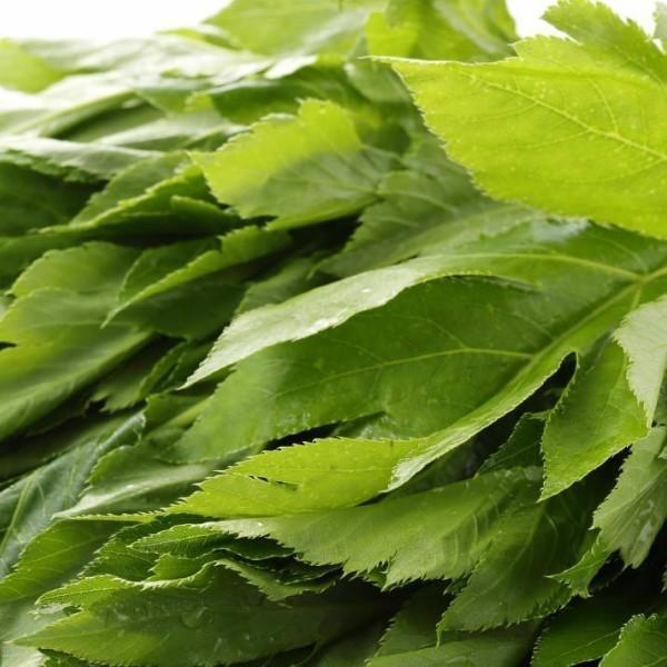 青汁 八丈島産 明日葉 アシタバ 100% 粉末 無添加 無着色