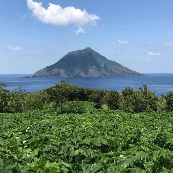 青汁 八丈島産 明日葉 アシタバ 100% 粉末 無添加 無着色 あしたば