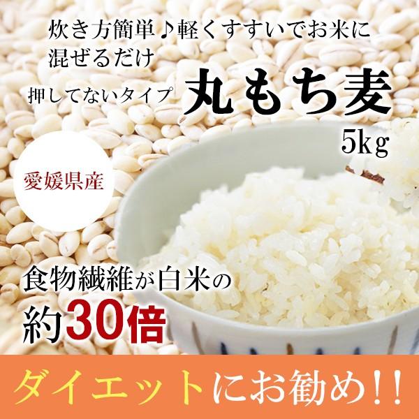 もち麦 ５ｋｇ 国産 丸もち麦 ぷちぷち 愛媛県 もちむぎ 繊維質 プチプチ おいしい｜ashitanokenkohiroba