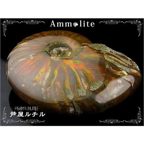 ★御礼★大型アンモライト/天然化石の宝石/写真現物1点もの 