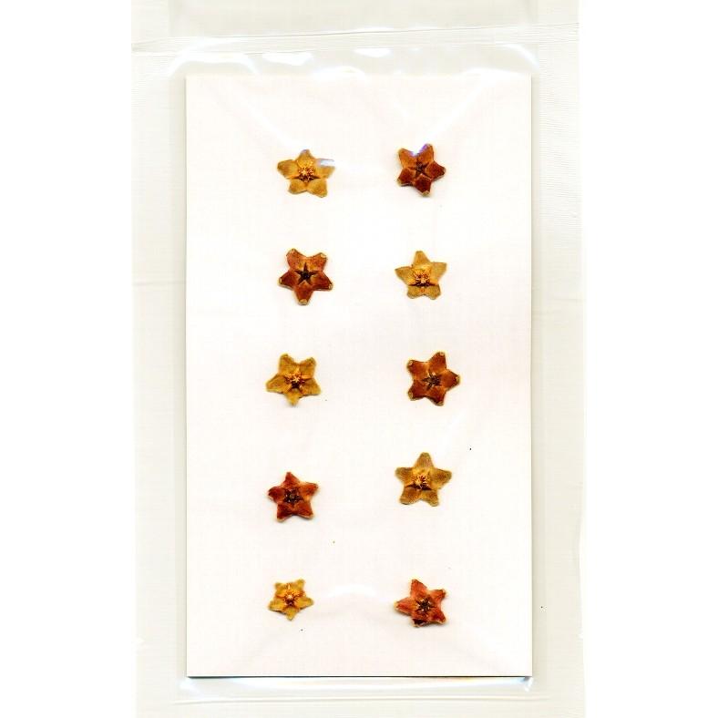 楽天 押し花パックベルベットスター