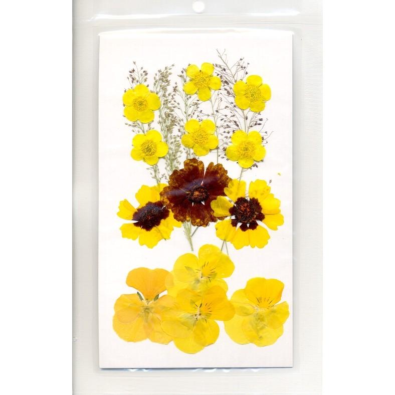 押し花ミックスパックハルシャギク バターカップ ビオラ 今年も話題の