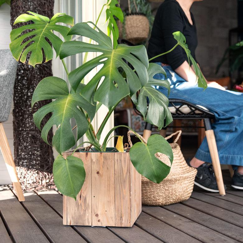 プランターカバー ウッドプランターボックス ウッドプランターカバー スクエア型 Sサイズ 5号用 インナーポット付き 底穴なし 木製 外寸 24.5×24.5cm c-51 | ブランド登録なし | 15