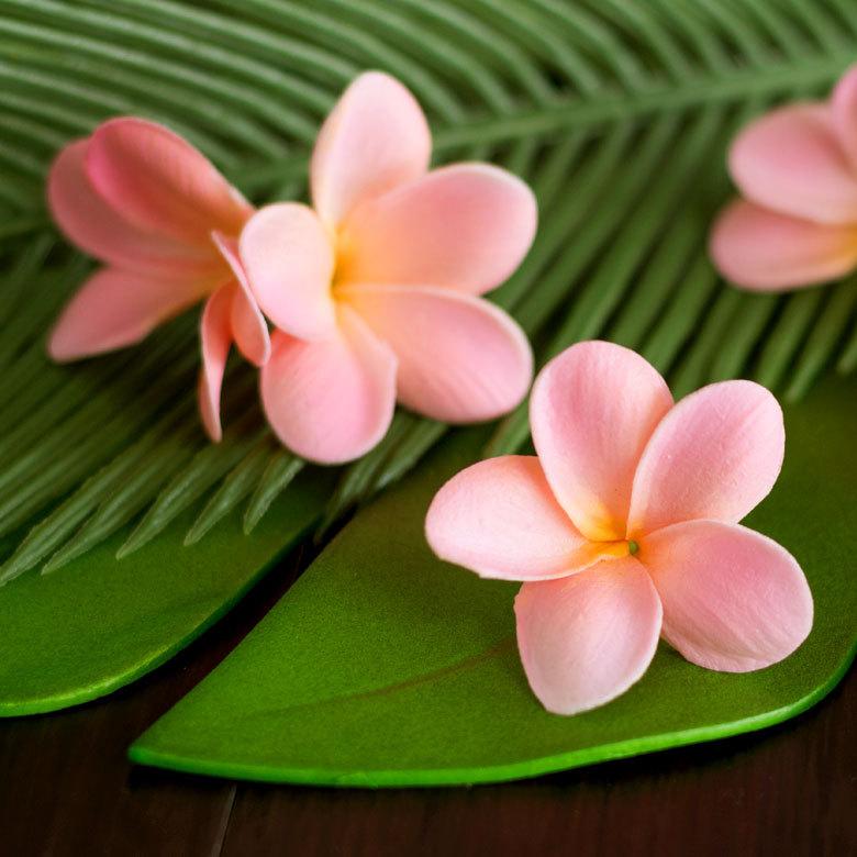 超リアルなプルメリアの造花 フランジパニ 4色展開 メール便不可 6161 6161 アジア工房 通販 Yahoo ショッピング