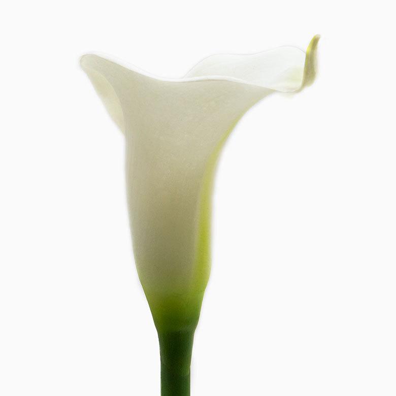 アジアン 造花 カラーリリー ロング 3色展開 05P03Dec16 6165 : アジア