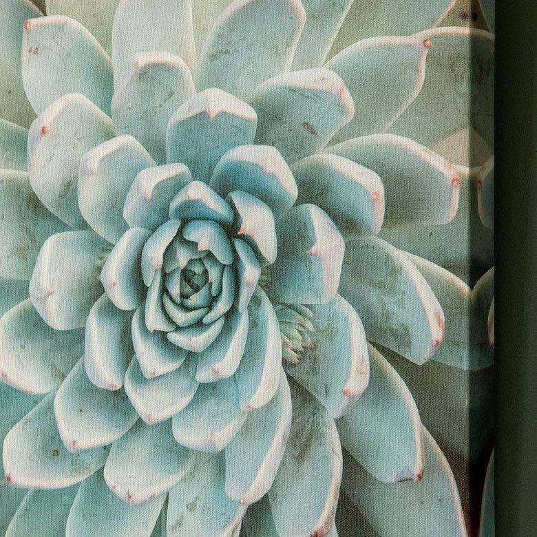 アートパネル エケベリア 多肉 植物 写真 アートフレーム 約30cm×30cm 66943 |  | 01