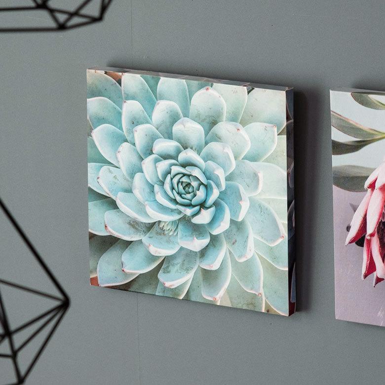 アートパネル エケベリア 多肉 植物 写真 アートフレーム 約30cm×30cm 66943 |  | 11