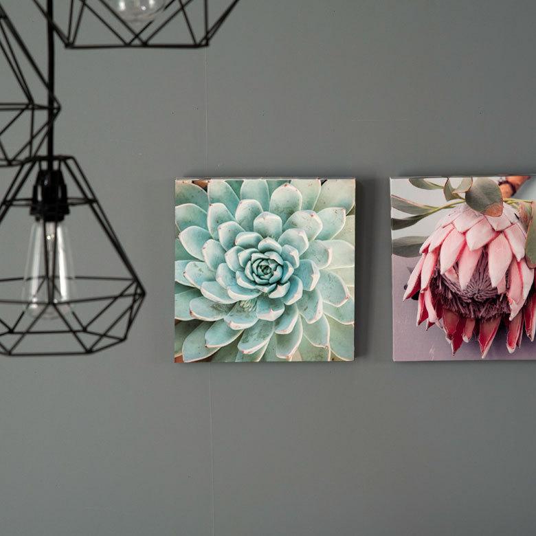 アートパネル エケベリア 多肉 植物 写真 アートフレーム 約30cm×30cm 66943 |  | 12