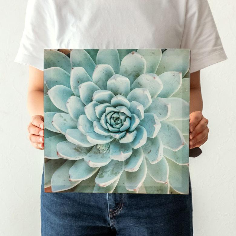 アートパネル エケベリア 多肉 植物 写真 アートフレーム 約30cm×30cm 66943 |  | 02