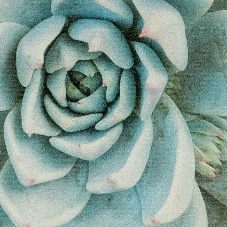 アートパネル エケベリア 多肉 植物 写真 アートフレーム 約30cm×30cm 66943 |  | 04