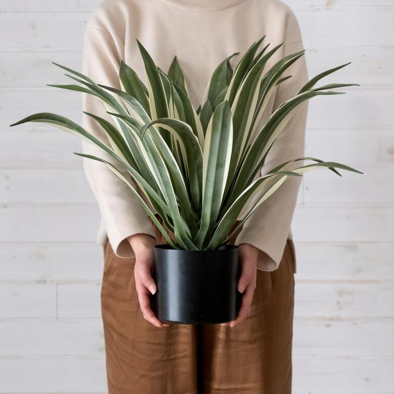 フェイクグリーン フェイクプランツ アガペ 観葉植物 グリーン 高さ約50cm 91471_10