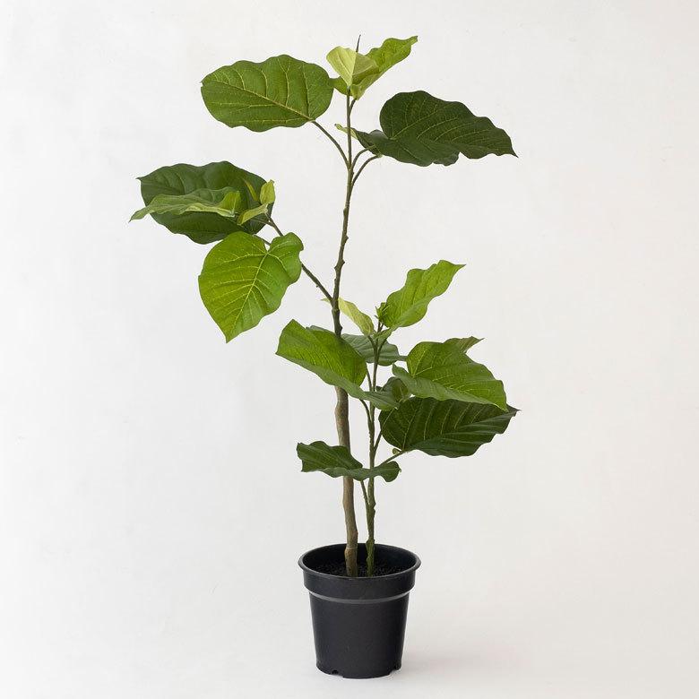 フェイクグリーン フィカス ウンベラータ 高さ 70cm 鉢付き 観葉植物 グリーン 99092_8