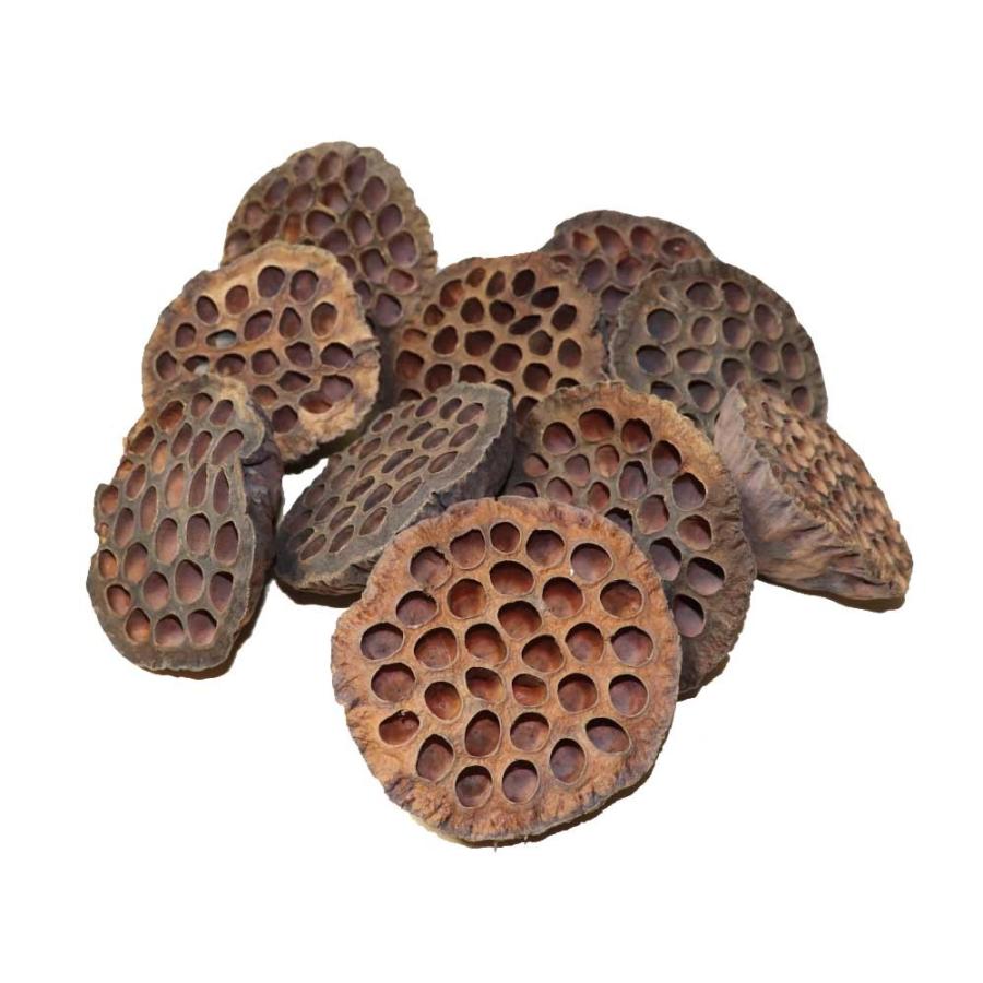 ハス 蓮の実 大 造花 ドライフラワー 10個パック ディスプレイ