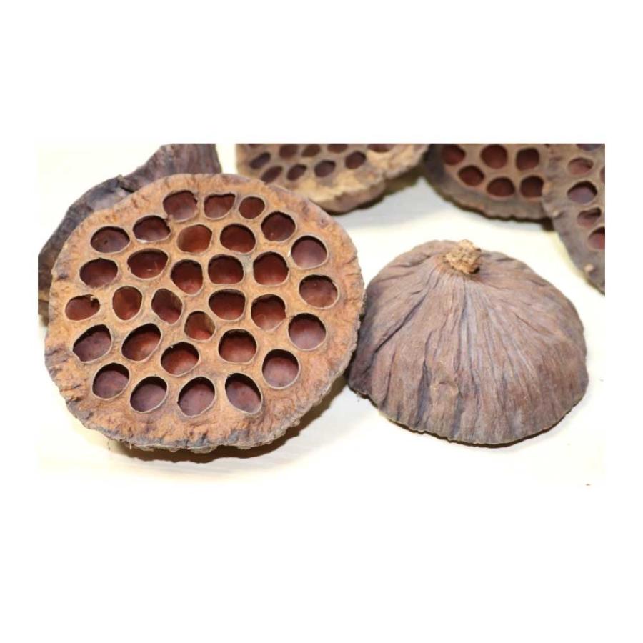 ハス 蓮の実 大 造花 ドライフラワー 10個パック ディスプレイ