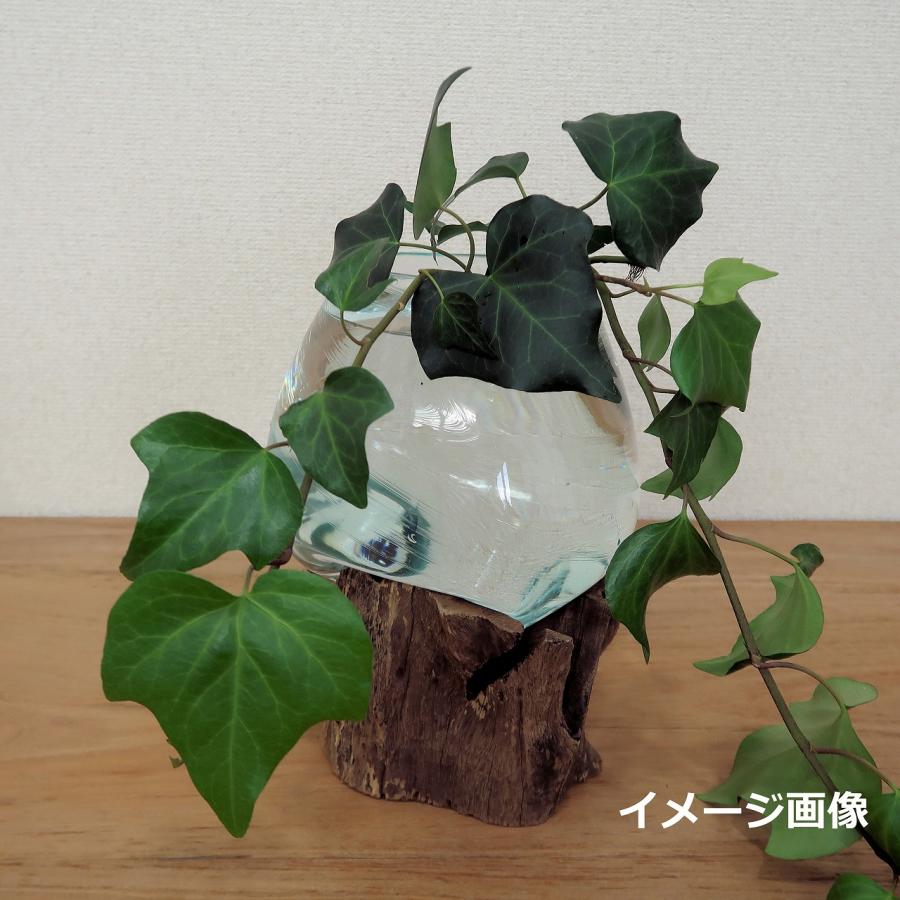 睡蓮鉢　フラワーベース 溶けたガラス＆天然木 の花瓶 フラワーベース Lサイズ 流木風 睡蓮鉢